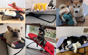 Arnés Comodo Tipo Chaleco Para Perros